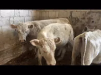 Buqa, Auliekol nasli — 2-rasm