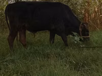 公牛, Cattle — 照片 2