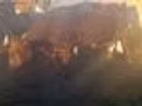 Bull, Cattle — photo 3