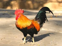 Chickens — Foto 1