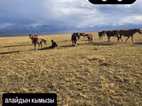 Кымыз, саамал, В розницу, Самовывоз, Бесплатная доставка, Платная доставка — Foto 1