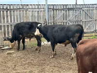 Bulle, Kasachische Weißkopfkuh — Foto 3
