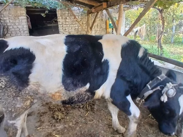 Kuh, Russian Black pied cattle — Usbekistan