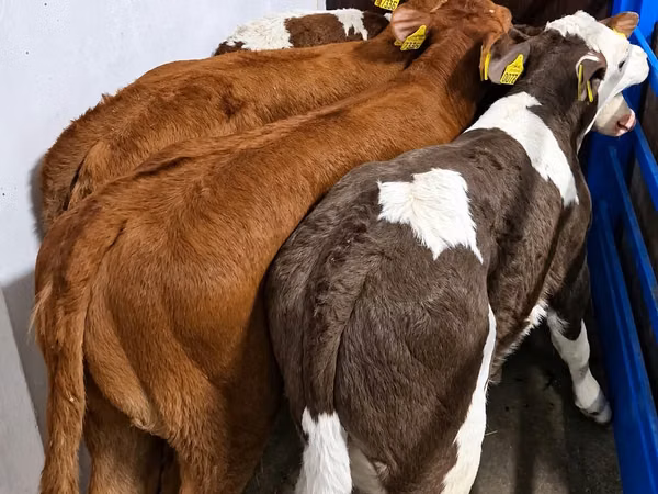 أبقار (دفعة، الجنس غير محدد), Simmental cattle