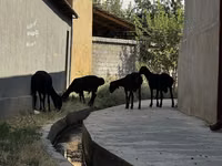 كبش, الأغنام — الصورة 6