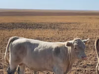 सांड, Swiss cattle — फ़ोटो 4