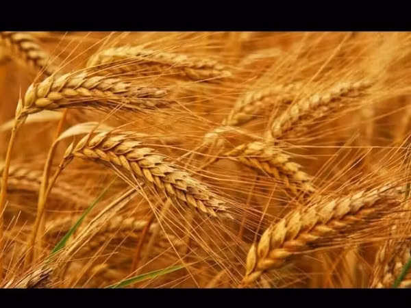 Продаю🌾ячмень арпа!