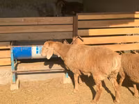 Sheep, Arashan sheep — photo 4