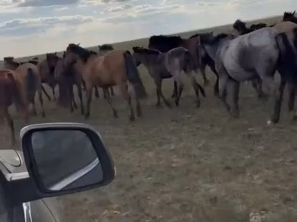 فرس, Kazakh horse — كازاخستان