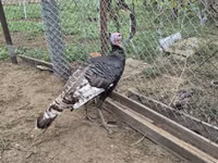 Turkeys — फ़ोटो 2