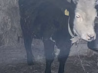母牛, Kazakh White-headed cow — 照片 1