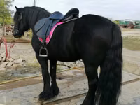 حصان, Fell pony — الصورة 6