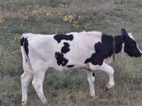母牛, Holstein breed — 照片 2