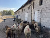 Oveja, Ovejas — foto 4