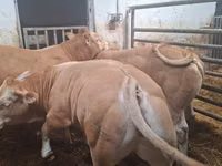 Бұқа, Blonde d’Aquitane cattle — 5-сурет