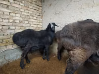 Widder, Hissar sheep — Foto 1