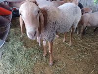 Widder, Arashan sheep — Foto 6