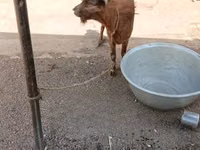 山羊（批次，未指定性别）, Goats — 照片 1
