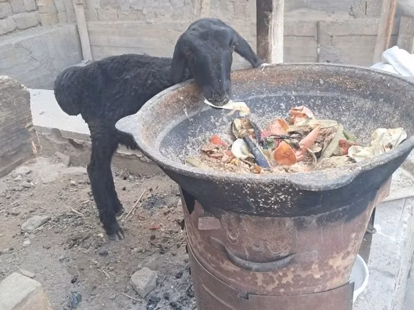 मेढ़ा, भेड़