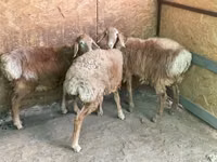 Widder, Hissar sheep — Foto 1