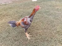 Chickens — الصورة 5