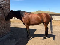 Caballo, Arabian horse — foto 5