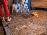 母山羊, Goats — 照片 2