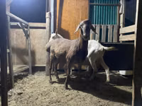 كبش, Rhon sheep — الصورة 1