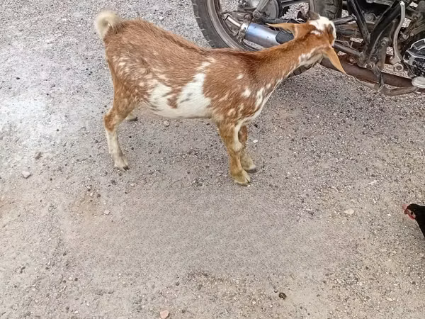 山羊（批次，未指定性别）, Goats