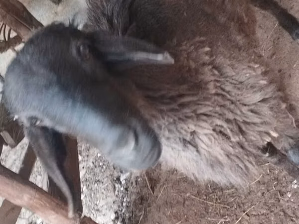 Кочкор, Койлор