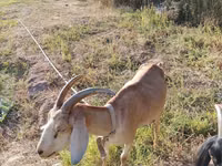 Echki, Nubian Goat — 2-rasm