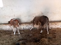 Buqa, Simmental cattle — 4-rasm