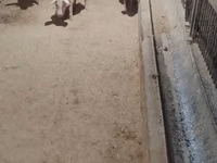 Schweine (Partie, Geschlecht nicht angegeben), Schweine — Foto 4