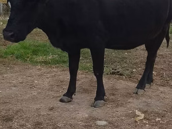 गाय, Russian Black pied cattle