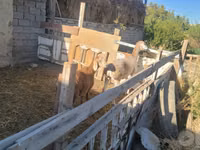 Schafe (Partie, Geschlecht nicht angegeben), Arashan sheep — Foto 3