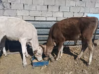 गाय, अलाताऊ नस्ल — फ़ोटो 3