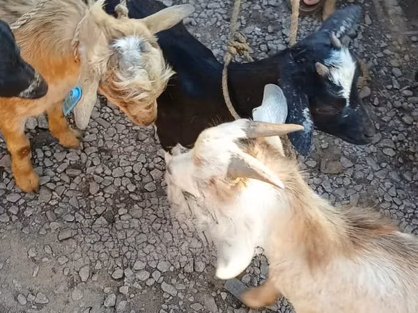 山羊（批次，未指定性别）, Goats