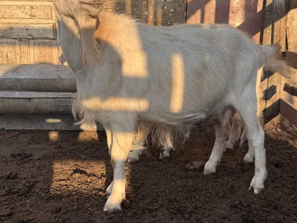 Cabra, Saanen goat