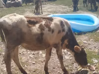 母牛, Russian Black pied cattle — 照片 2