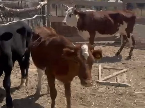गाय, Latvian Blue cattle — कज़ाखस्तान