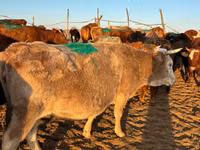 Sigir, Simmental cattle — 1-rasm