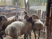 Қошқар, Arashan sheep — 7-сурет