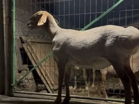 Sheep, Arashan sheep — photo 7