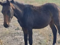 Caballo, Thoroughbred horse — foto 1