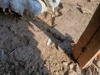 Chickens — Foto 2