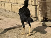Chickens — الصورة 1