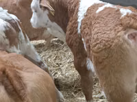 मवेशी (लॉट, लिंग निर्दिष्ट नहीं), Simmental cattle — फ़ोटो 2
