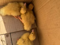 Hausente — Foto 2
