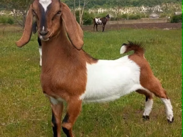 تيس, Nubian Goat