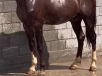 公马, Horses — 照片 4
